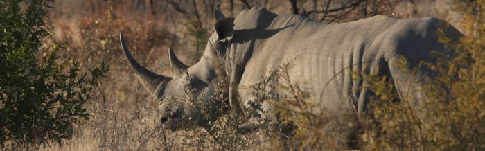 White Rhinoceros