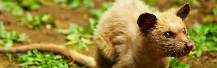 Common Palm Civet