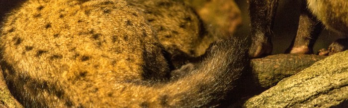 Common Palm Civet