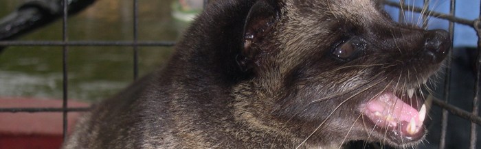 Common Palm Civet