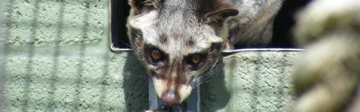 Common Palm Civet