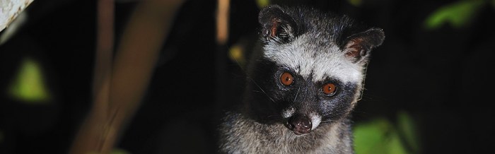 Common Palm Civet