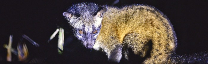 Common Palm Civet