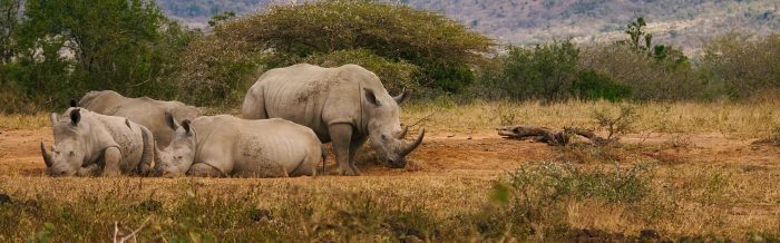 White Rhinoceros