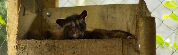 Common Palm Civet