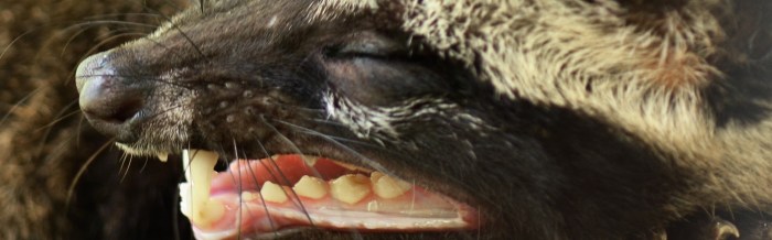 Common Palm Civet