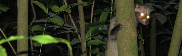 Common Palm Civet