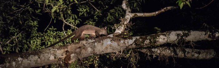 Common Palm Civet