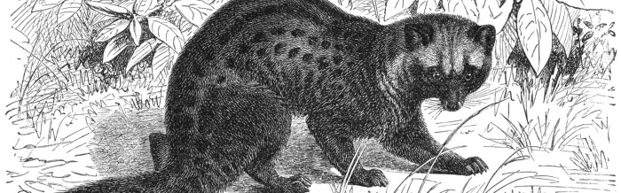 Common Palm Civet