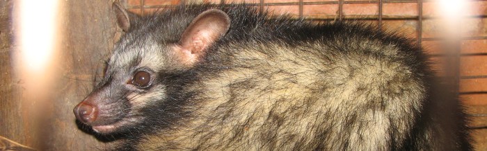 Common Palm Civet