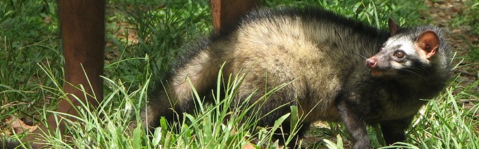 Common Palm Civet