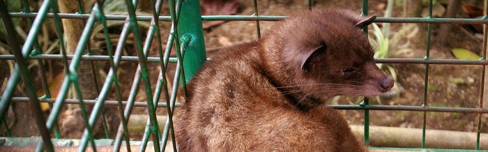 Common Palm Civet