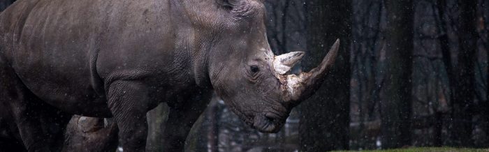 White Rhinoceros