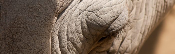 White Rhinoceros
