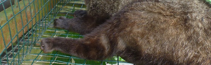 Common Palm Civet