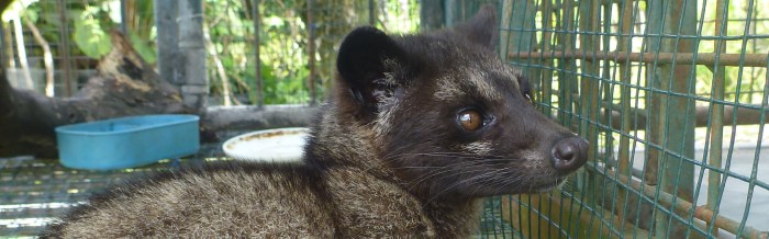 Common Palm Civet