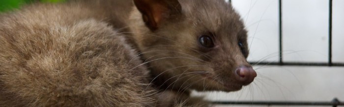 Common Palm Civet