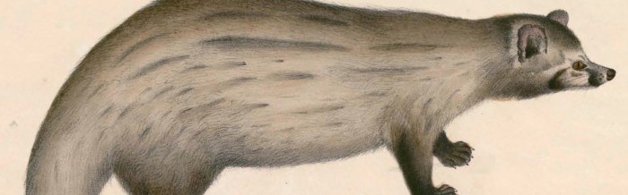 Common Palm Civet