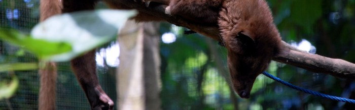 Common Palm Civet