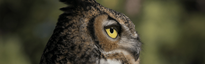 Great Horned Owl