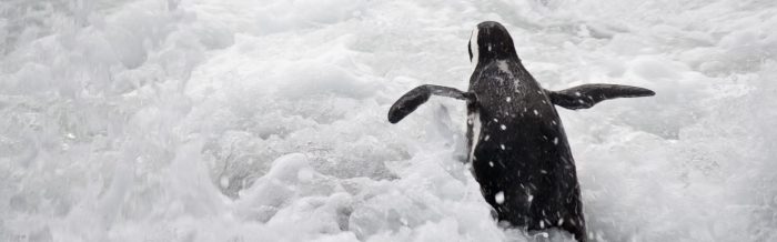 African Penguin