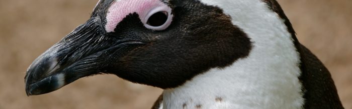 African Penguin