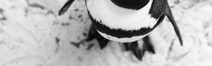 African Penguin