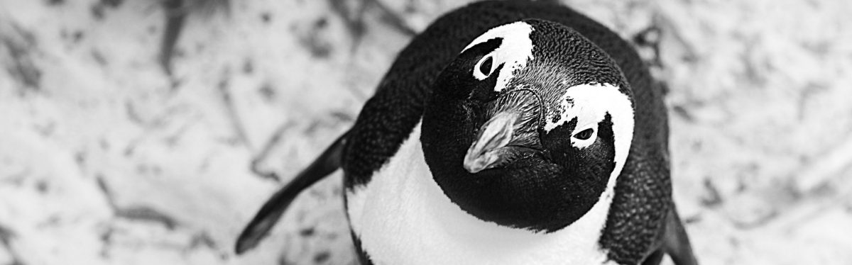 African Penguin