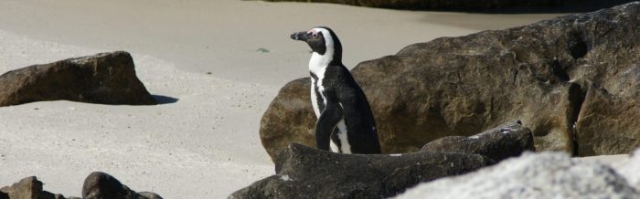 African Penguin