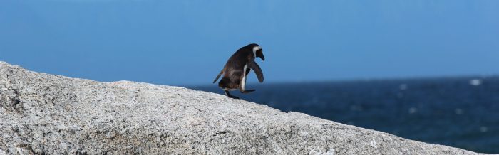 African Penguin