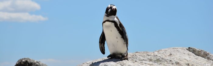 African Penguin