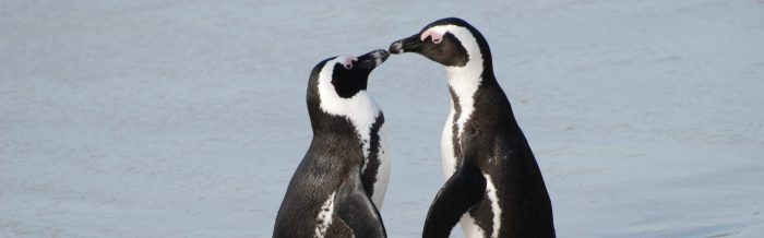 African Penguin