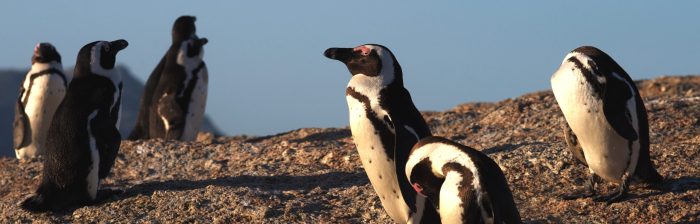African Penguin