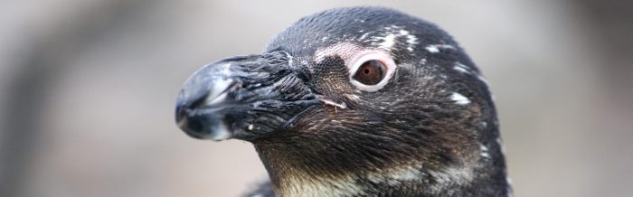 African Penguin