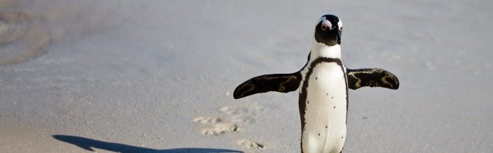 African Penguin