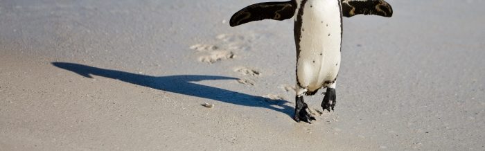 African Penguin