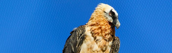 Bearded Vulture