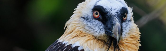 Bearded Vulture