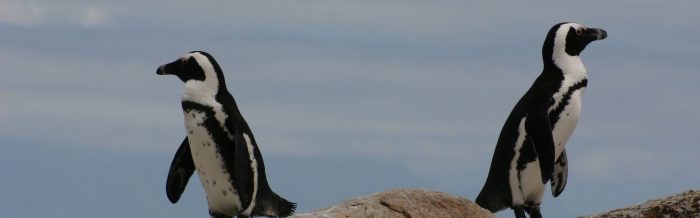 African Penguin