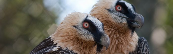 Bearded Vulture