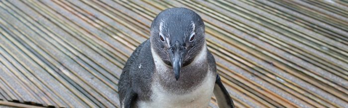 African Penguin