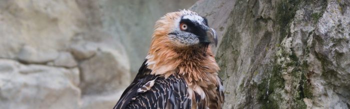 Bearded Vulture