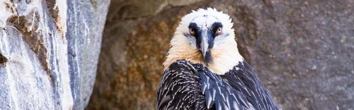 Bearded Vulture