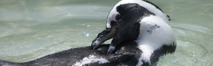 African Penguin