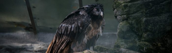 Bearded Vulture