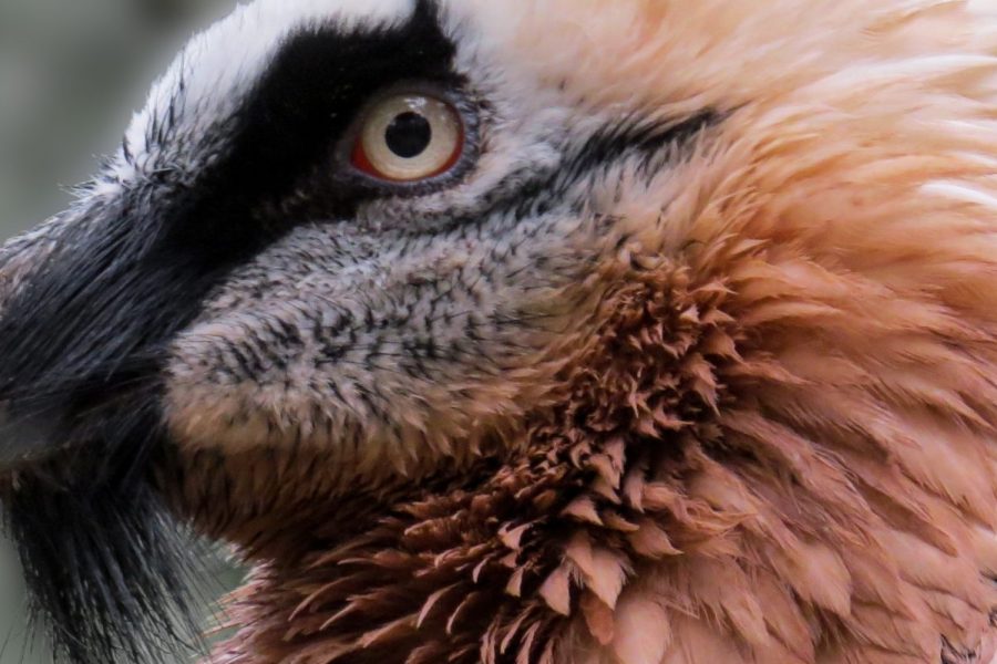 Bearded Vulture