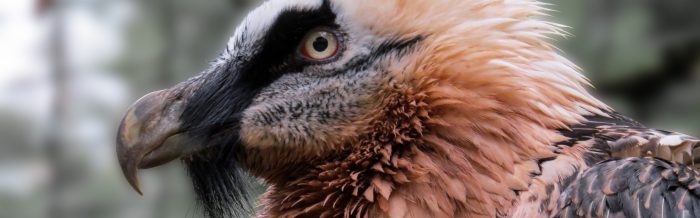 Bearded Vulture