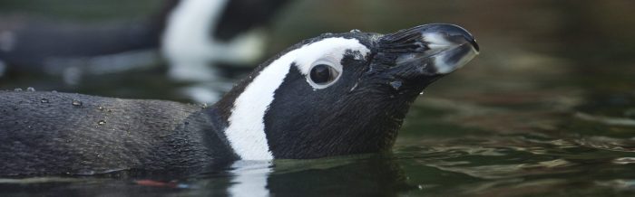 African Penguin