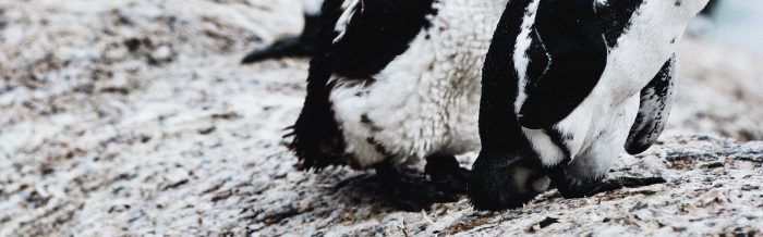 African Penguin