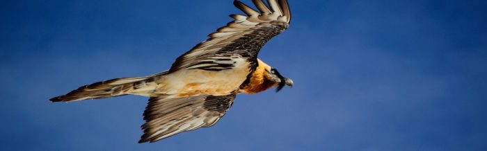 Bearded Vulture